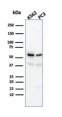 Western Blot: SERBP1 Antibody (SERBP1/3491) [NBP3-07610] - Western Blot Analysis of K562 and PC3 cell lysate using SERBP1 Mouse Monoclonal Antibody (SERBP1/3491).