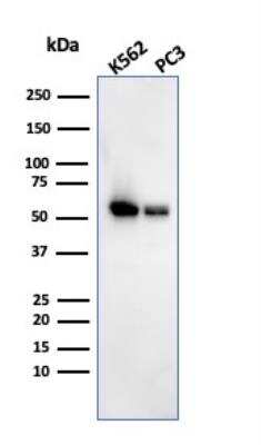Western Blot SERBP1 Antibody (SERBP1/3493) - Azide and BSA Free