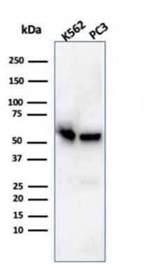 Western Blot: SERBP1 Antibody (SERBP1/3496) - Azide and BSA Free [NBP2-79844] - Western Blot Analysis of K562 and PC3 cell lysates using SERBP1 antibody (SERBP1/3496).
