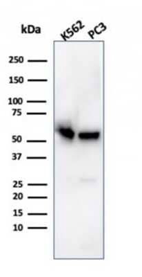 Western Blot: SERBP1 Antibody (SERBP1/3496) [NBP2-79710] - Western Blot Analysis of K562 and PC3 cell lysates using SERBP1 antibody (SERBP1/3496).