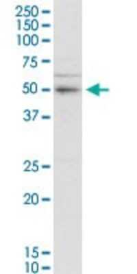 Western Blot: SERBP1 Antibody [H00026135-D01P] - Analysis of SERBP1 expression in PC-12.
