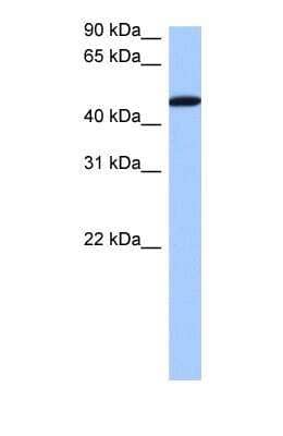 Western Blot: SERBP1 Antibody [NBP1-57210] - Heart tissue lysate at a concentration of 0.5ug/ml.