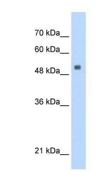 Western Blot: SERBP1 Antibody [NBP1-57211] - HepG2 cell lysate, concentration 0.125ug/ml.