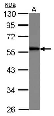 Western Blot: SERBP1 Antibody [NBP2-20304] - Sample (30 ug of whole cell lysate) A: HeLa 10% SDS PAGE gel, diluted at 1:1000.