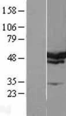 Western Blot SERBP1 Overexpression Lysate
