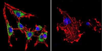 Immunocytochemistry/Immunofluorescence: SERCA1 ATPase Antibody (IIH11) [NB120-2818] - Analysis of SERCA1 ATPase using Anti-SERCA1 ATPase Monoclonal Antibody (IIH11) shows staining in C6 Cells. SERCA1 ATPase staining (green), F-Actin staining with Phalloidin (red) and nuclei with DAPI (blue) is shown. Cells were grown on chamber slides and fixed with formaldehyde prior to staining. Cells were probed without (control) or with or an antibody recognizing SERCA1 ATPase at a dilution of 1:200 over night at 4C, washed with PBS and incubated with a DyLight-488 conjugated.