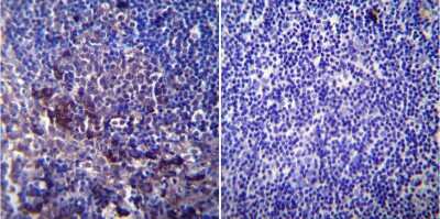 Immunohistochemistry-Paraffin: SERCA1 ATPase Antibody (IIH11) [NB120-2818] - Normal biopsies of deparaffinized Mouse lymph node tissue.