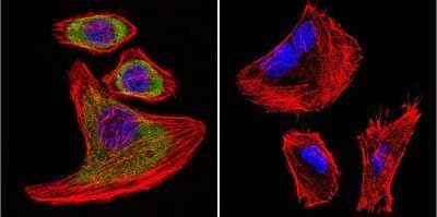 Immunocytochemistry/Immunofluorescence: SERCA1 ATPase Antibody (VE121G9) [NB300-622] - SERCA1 ATPase staining (green), F-Actin staining with Phalloidin (red) and nuclei with DAPI (blue) is shown. Cells were grown on chamber slides and fixed with formaldehyde prior to staining. Cells were probed without (control) or with or an antibody recognizing SERCA1 ATPase at a dilution of 1:20 over night at 4C, washed with PBS and incubated with a DyLight-488 conjugated.