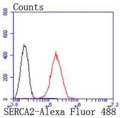 Flow Cytometry: SERCA2 ATPase Antibody (JM10-20) [NBP2-67133] - Flow cytometric analysis of SERCA2 ATPase was done on Hela cells. The cells were fixed, permeabilized and stained with the primary antibody (1/50) (red). After incubation of the primary antibody at room temperature for an hour, the cells were stained with a Alexa Fluor 488-conjugated Goat anti-Rabbit IgG Secondary antibody at 1/1000 dilution for 30 minutes. Unlabeled sample was used as a control (cells without incubation with primary antibody; black).