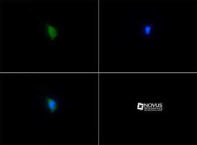 Immunocytochemistry/ Immunofluorescence SERF2 Antibody - BSA Free
