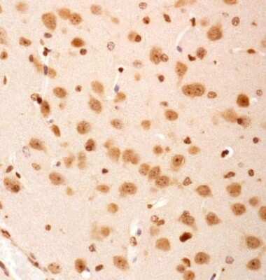 Immunohistochemistry SERF2 Antibody - BSA Free