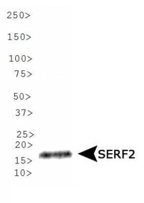 Western Blot SERF2 Antibody - BSA Free