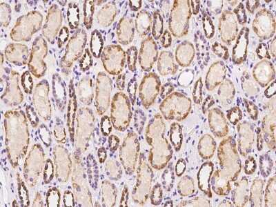 Immunohistochemistry-Paraffin: SERINC3 Antibody [NBP2-97673] - Immunochemical staining of human SERINC3 in human kidney with rabbit polyclonal antibody at 1:100 dilution, formalin-fixed paraffin embedded sections.