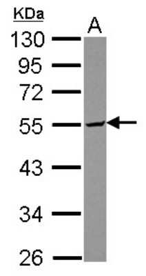 Western Blot: SERINC3 Antibody [NBP2-20307] - Sample (30 ug of whole cell lysate) A: HepG2 10% SDS PAGE gel, diluted at 1:3000.