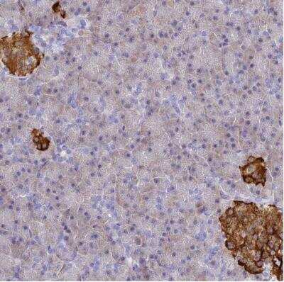 Immunohistochemistry-Paraffin: SERP1 Antibody [NBP2-54686] - Staining of human pancreas shows strong cytoplasmic positivity in Islets of Langerhans.