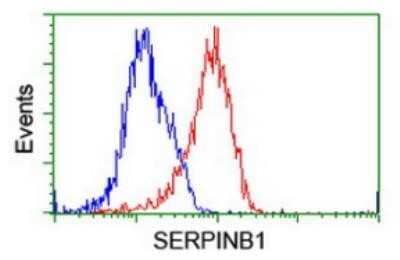 Flow Cytometry: SERPINB1 Antibody (OTI3B4) - Azide and BSA Free [NBP2-74123] - Analysis of Hela cells, using anti-SERPINB1 antibody, (Red), compared to a nonspecific negative control antibody, (Blue).