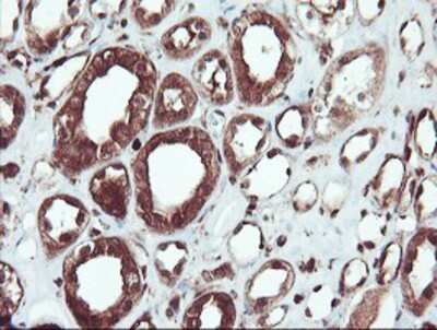 Immunohistochemistry: SERPINB1 Antibody (OTI3B4) - Azide and BSA Free [NBP2-74123] - Staining of paraffin-embedded Human Kidney tissue using anti-SERPINB1 mouse monoclonal antibody.