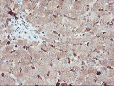 Immunohistochemistry: SERPINB1 Antibody (OTI3B4) - Azide and BSA Free [NBP2-74123] - Staining of paraffin-embedded Human liver tissue using anti-SERPINB1 mouse monoclonal antibody.