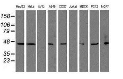 Western Blot: SERPINB1 Antibody (OTI3B4) - Azide and BSA Free [NBP2-74123] - Analysis of extracts (35ug) from 9 different cell lines by using g anti-SERPINB1 monoclonal antibody (HepG2: human; HeLa: human; SVT2: mouse; A549: human; COS7: monkey; Jurkat: human; MDCK: canine; PC12: rat; MCF7: human).