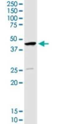 Western Blot: SERPINB1 Antibody [H00001992-D01P] - Analysis of SERPINB1 expression in MCF-7.
