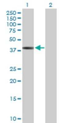 Western Blot: SERPINB1 Antibody [H00001992-D01P] - Analysis of SERPINB1 expression in transfected 293T cell line by SERPINB1 polyclonal antibody.Lane 1: SERPINB1 transfected lysate(42.70 KDa).Lane 2: Non-transfected lysate.