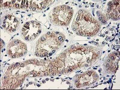 Immunohistochemistry-Paraffin: SERPINB13 Antibody (2B6) [NBP2-01312] - Staining of paraffin-embedded Human Kidney tissue using anti-SERPINB13 mouse monoclonal antibody.