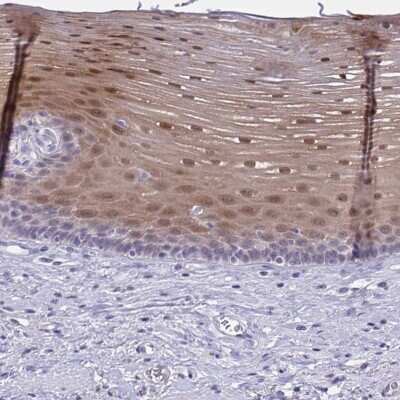 Immunohistochemistry-Paraffin SERPINB13 Antibody - BSA Free
