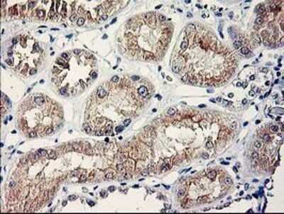 Immunohistochemistry: SERPINB13 Antibody (OTI2B6) - Azide and BSA Free [NBP2-74126] - Staining of paraffin-embedded Human Kidney tissue using anti-SERPINB13 mouse monoclonal antibody.