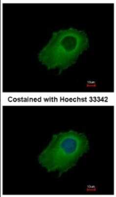 Immunocytochemistry/Immunofluorescence: Serpin E2/PN1 Antibody [NBP2-20315] - Analysis of methanol-fixed HeLa, using antibody at 1:500 dilution.