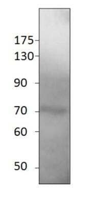 Western Blot: SESN1  Blocking Peptide [NBP1-44993PEP] - Western Blot of SESN1 Blocking Peptide with SESN1 Antibody in DiluObuffer.