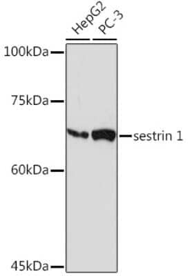 Western Blot: SESN1 Antibody (7I5Y4) [NBP3-15916] - Western blot analysis of extracts of various cell lines, using SESN1 Rabbit mAb (NBP3-15916) at 1:1000 dilution. Secondary antibody: HRP Goat Anti-Rabbit IgG (H+L) at 1:10000 dilution. Lysates/proteins: 25ug per lane. Blocking buffer: 3% nonfat dry milk in TBST. Detection: ECL Basic Kit. Exposure time: 180s.