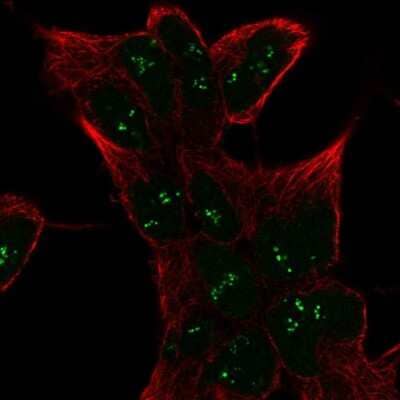 Immunocytochemistry/Immunofluorescence: SESN1 Antibody [NBP2-57989] - Staining of human cell line HEK 293 shows localization to nucleoli fibrillar center.