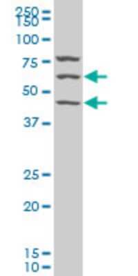 Western Blot: SESN1 Antibody [H00027244-A01] - Analysis of SESN1 expression in Hela S3 NE (Cat # L013V3 ).