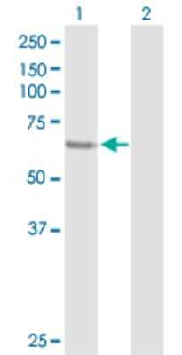 Western Blot: SESN1 Antibody [H00027244-D01P] - Analysis of SESN1 expression in transfected 293T cell line by SESN1 polyclonal antibody.Lane 1: SESN1 transfected lysate(63.80 KDa).Lane 2: Non-transfected lysate.