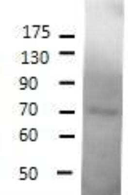 Western Blot: SESN1 Antibody [NBP1-44993] - 1:500 dilution was probed with NBP1-44997 sample. MW of SESN1 is approximately 66.1kDa