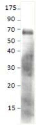 Western Blot: SESN1 Antibody [NBP1-44993] - at 1:500 dilution dilution buffer  was probed with SESN1 Positive Control sample. Apparent MW of SESN1 is 89kDa