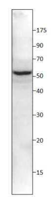 Western Blot: SESN2  Blocking Peptide [NBP1-44989PEP] - Western Blot of SESN2 Peptide with SESN2 Antibody in DiluObuffer. 