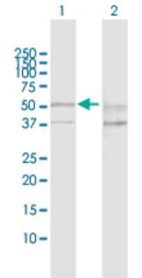 Western Blot: SESN2 Antibody [H00083667-D01P] - Analysis of SESN2 expression in transfected 293T cell line by SESN2 polyclonal antibody.Lane 1: SESN2 transfected lysate(54.50 KDa).Lane 2: Non-transfected lysate.