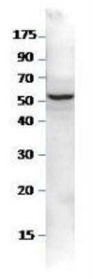 Western Blot: SESN2 Antibody [NBP1-44989] - Analysis using the FITC conjugate of NBP1-44989. Detection of SESN2 antibody at 1:500 dilution was probed withSESN2 Positive Control sample. MW of SESN2 is approximately 54.6kDa