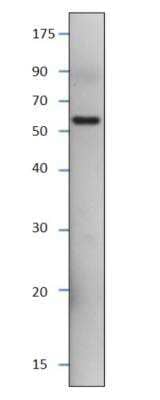 Western Blot: SESN3  Blocking Peptide [NBP1-44985PEP] - Western Blot of SESN3 Peptide with SESN3 Antibody in DiluObuffer. 