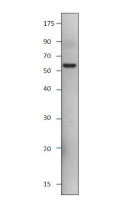 Western Blot: SESN3 Antibody [NBP1-44985] - 1:500 antibody dilution in DiluObuffer. Apparent MW is 53 KDa.