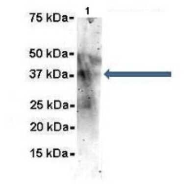 Western Blot: SET Antibody [NBP1-58201] - Titration: 2 ug/ml Positive Control: Mouse brain homogenate