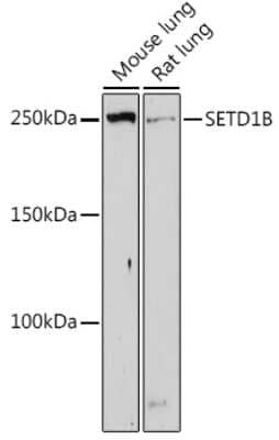 Western Blot: SET1B Antibody [NBP3-15961] - Western blot analysis of extracts of various cell lines, using SET1B antibody (NBP3-15961) at 1:500 dilution. Secondary antibody: HRP Goat Anti-Rabbit IgG (H+L) at 1:10000 dilution. Lysates/proteins: 25ug per lane. Blocking buffer: 3% nonfat dry milk in TBST. Detection: ECL Enhanced Kit. Exposure time: 180s.