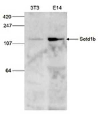 Western Blot: SET1B Antibody [NBP3-18682] - Western blot was performed on whole cell lysates from mouse fibroblasts (NIH3T3) and embryonic stem cells (E14Tg2a) with the antibody against mouse SET1B , diluted 1:500 in BSA/ PBS-Tween. The molecular weight marker (in kDa) is shown on the left; the location of the protein of interest is indicated on the right.