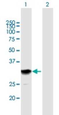 Western Blot: SETBP1 Antibody [H00026040-B01P] - Analysis of SETBP1 expression in transfected 293T cell line by SETBP1 polyclonal antibody.  Lane 1: SETBP1 transfected lysate(26.62 KDa). Lane 2: Non-transfected lysate.