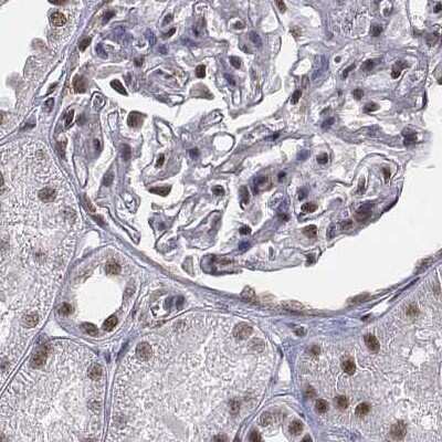 Immunohistochemistry-Paraffin: SETD1A Antibody [NBP1-81513] - Staining of human kidney.