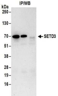 <b>Biological Strategies Validation. </b>Immunoprecipitation: SETD3 Antibody [NBP2-32137] - Samples:  Whole cell lysate (1 mg for IP; 20% of IP loaded) from Jurkat cells.  Antibodies:  Affinity purified rabbit anti-SETD3 antibody NBP2-32137 used for IP at 6 ug/mg lysate. For blotting immunoprecipitated SETD3, NBP2-32137 was used at 1 ug/ml.  Detection: Chemiluminescence with an exposure time of 30 seconds.