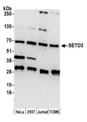 Western Blot: SETD3 Antibody [NBP2-32136] - Detection of human and mouse SETD3 by western blot. Samples: Whole cell lysate (50 ug) from HeLa, HEK293T, Jurkat, and mouse TCMK-1 cells prepared using NETN lysis buffer. Antibody: Affinity purified rabbit anti-SETD3 antibody NBP2-32136 used for WB at 0.1 ug/ml. Detection: Chemiluminescence with an exposure time of 3 minutes.