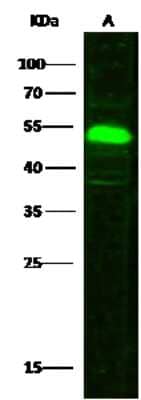 Western Blot: SETD7/9 Antibody [NBP2-99744] - Anti-SETD7/9 rabbit polyclonal antibody at 1:500 dilution. Lane A: Jurkat Whole Cell Lysate. Lysates/proteins at 30 ug per lane. Secondary Goat Anti-Rabbit IgG H&L (Dylight 800) at 1/10000 dilution. Developed using the Odyssey technique. Performed under reducing conditions. Predicted band size: 48 kDa. Observed band size: 53 kDa (We are unsure as to the identity of these extra bands).