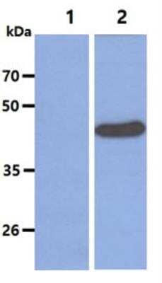 Western Blot: SETD7/9 Antibody (s4E5) [NBP1-04298] - Recombinant human SET7/9 cell lysates (5ug) were resolved by SDS-PAGE, transferred to PVDF membrane and probed at a 1:2000. Proteins were visualized using a goat anti-mouse secondary antibody conjugated to HRP and an ECL detection system.  Lane 1. 293T cell lysate Lane 2. SET7/9 transfected 293T cell lysate.